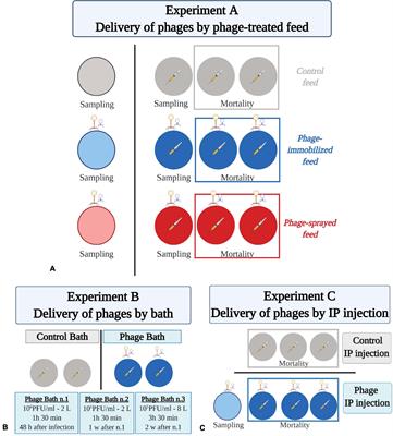 Phage-Mediated Control of Flavobacterium psychrophilum in Aquaculture: In vivo Experiments to Compare Delivery Methods